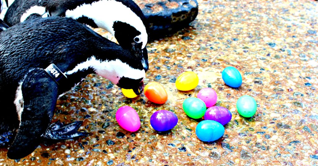 Stel je bent een Pinguïn en je ziet rond Pasen allemaal Paashazen